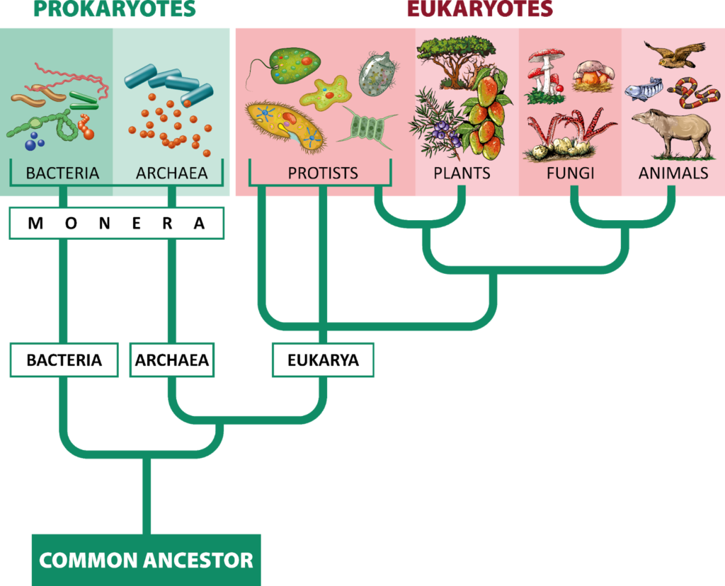 Prokaryotes and eukaryotes - ZooKeeper Blog